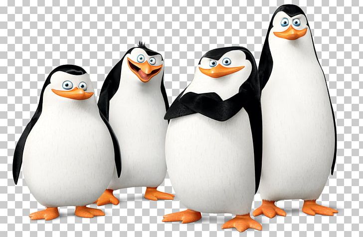 Kowalski Skipper Penguin Madagascar Film PNG, Clipart, Animals, Animation, Beak, Bird, Dreamworks Animation Free PNG Download