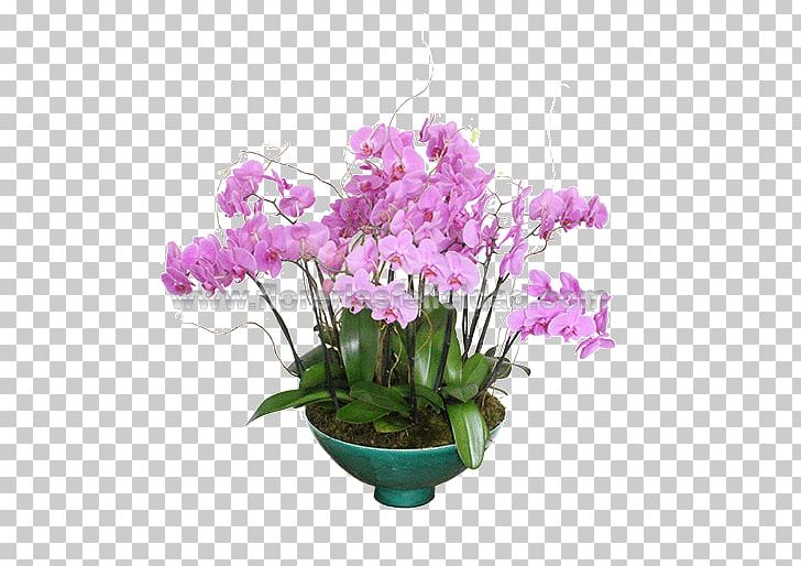 Moth Orchids Floral Design Cut Flowers Cattleya Orchids PNG, Clipart, Artificial Flower, Birthday, Cattleya, Cut Flowers, Dendrobium Free PNG Download
