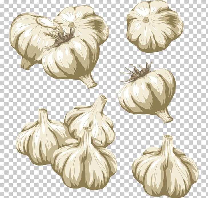 Vegetable Garlic PNG, Clipart, Black And White, Clip Art, Drawing, Flowering Plant, Food Free PNG Download