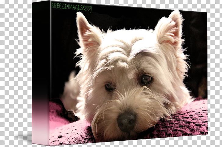 West Highland White Terrier Norwich Terrier Cairn Terrier Norfolk Terrier Scottish Terrier PNG, Clipart, Breed, Carnivoran, Companion Dog, Dog, Dog Breed Free PNG Download