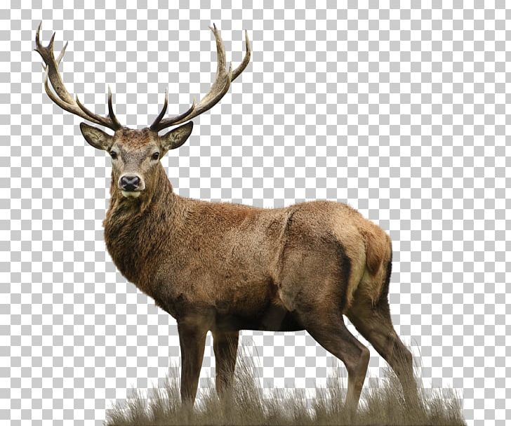 Red Deer Elks Lodge Drawing PNG, Clipart, Animal, Animals, Antler, Avps Lr  Hunters, Deer Free PNG
