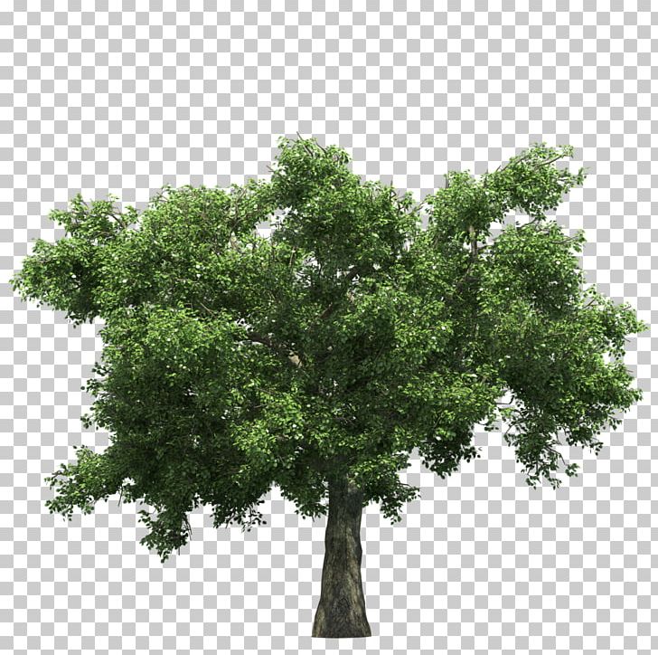 Tree PNG, Clipart, Branch, Download, Information, Nature, Oak Free PNG Download