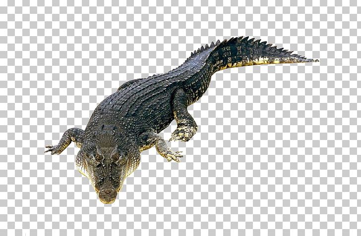 Nile Crocodile Crocodiles American Alligator Saltwater Crocodile PNG, Clipart, Alligator, Alligators, American Alligator, Animal, Animals Free PNG Download