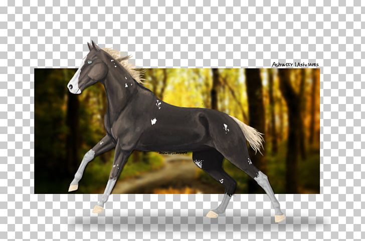 Stallion Foal Colt Mare Halter PNG, Clipart, Bridle, Bushmen, Colt, Dream, Equestrian Free PNG Download