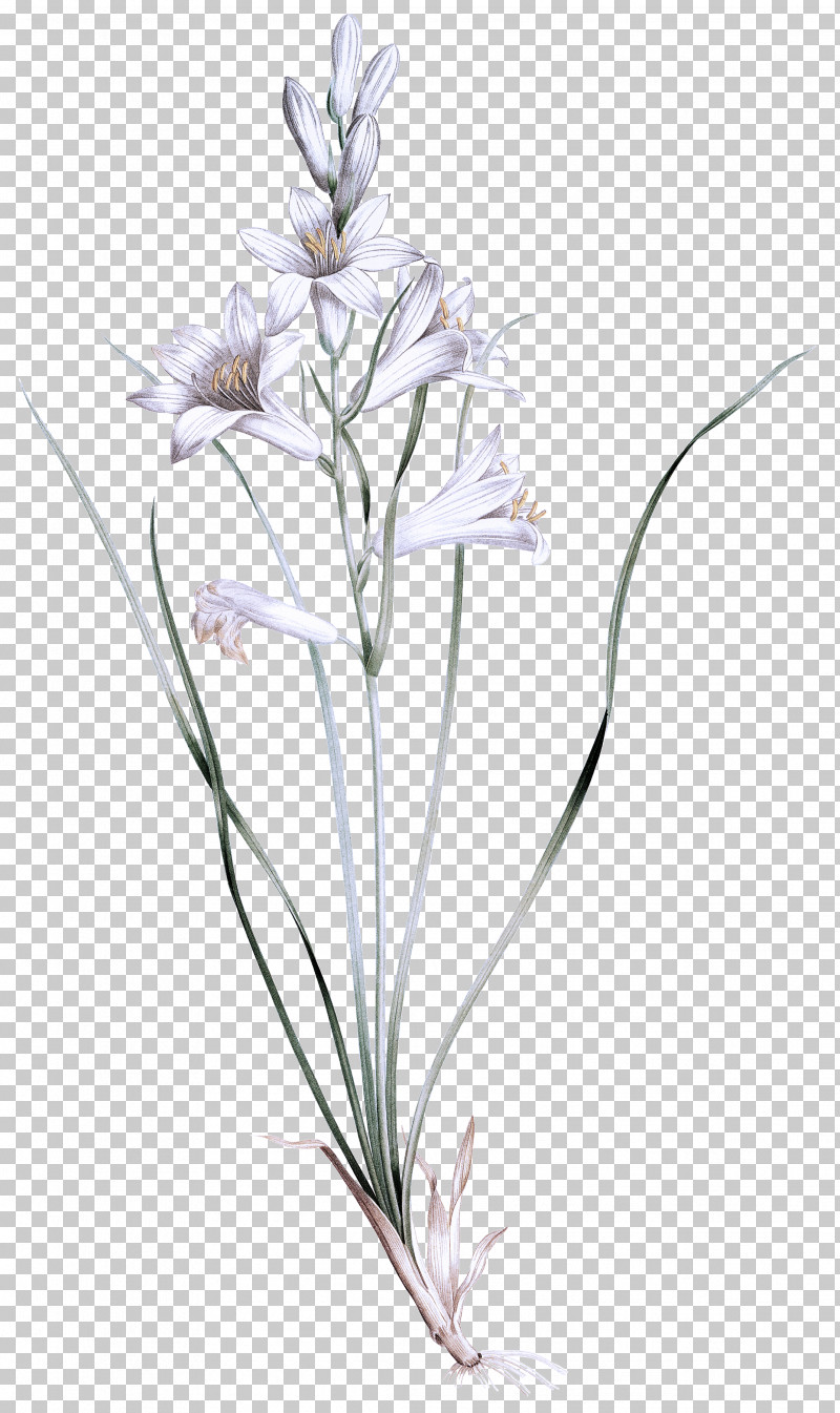 Lavender PNG, Clipart, Biology, Flora, Flower, Grasses, Lavender Free PNG Download
