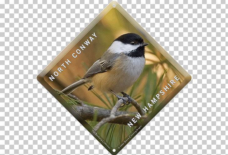 Beak Fauna Chickadee American Sparrows PNG, Clipart, American Sparrows, Beak, Bird, Chickadee, Emberizidae Free PNG Download