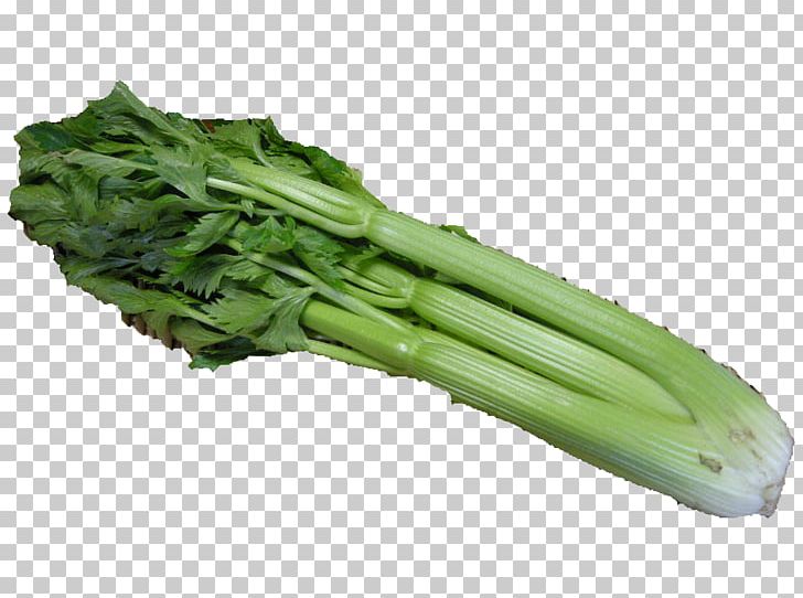 Fishmongers STELOY Celery Leaf Vegetable Food PNG, Clipart, Bok Choy, Broccoli, Celery, Chinese Broccoli, Choy Sum Free PNG Download