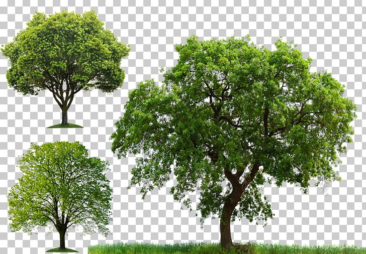 Tree PNG, Clipart, Arbor Vector, Branch, Childrens Day, Christmas Tree, Clipping Path Free PNG Download