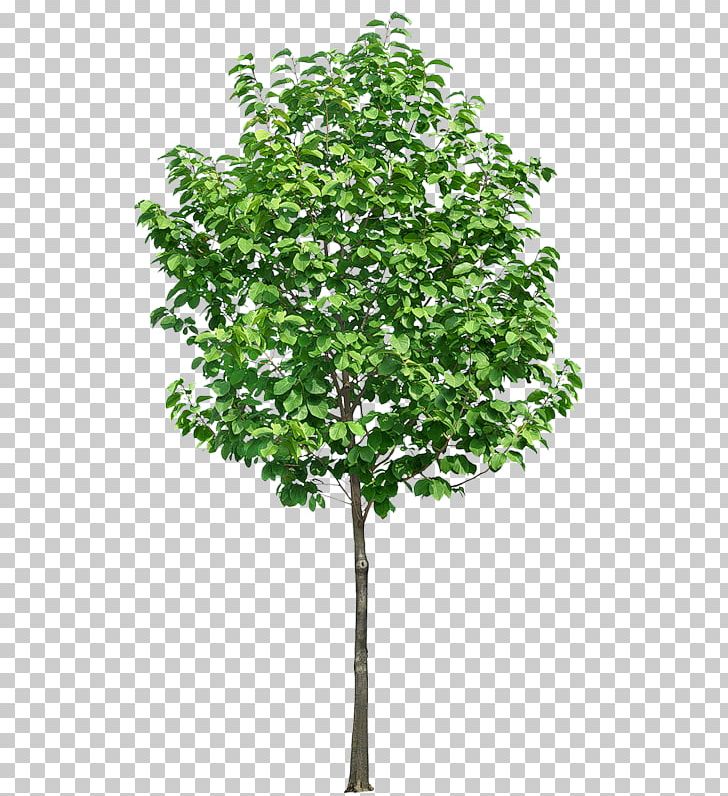 Tree PNG, Clipart, Branch, Computer Icons, Desktop Wallpaper, Download, Leaf Free PNG Download