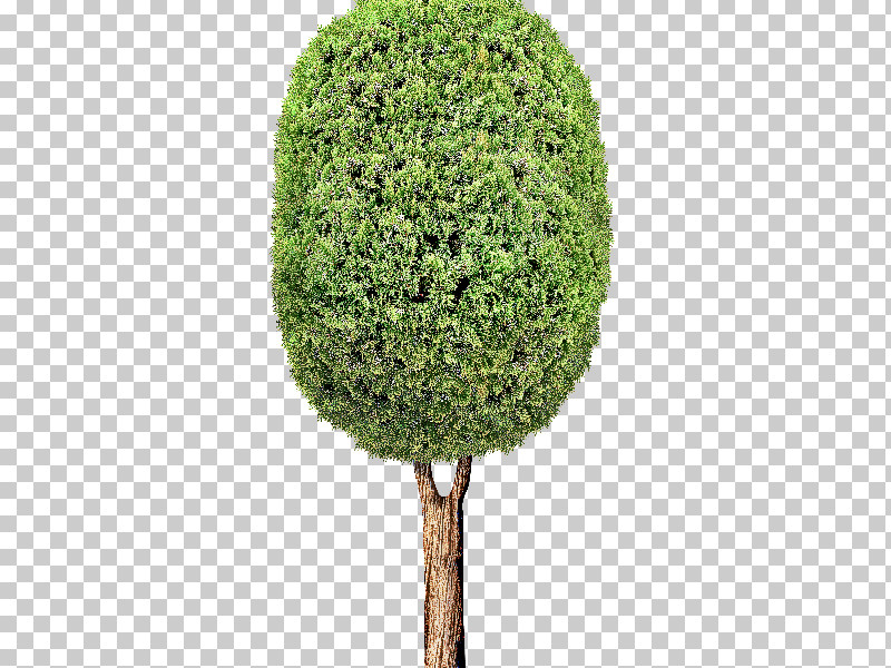 Tree Green Plant Grass Woody Plant PNG, Clipart, Grass, Green, Hedge, Leaf, Moss Free PNG Download