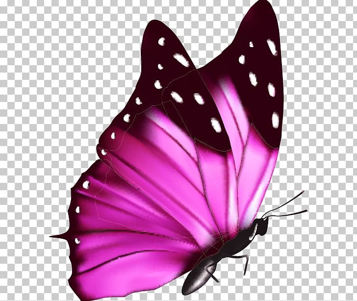 Butterfly A Cor Da Borboleta PNG, Clipart, Brush Footed Butterfly, Color, Colorful Background, Color Pencil, Color Powder Free PNG Download