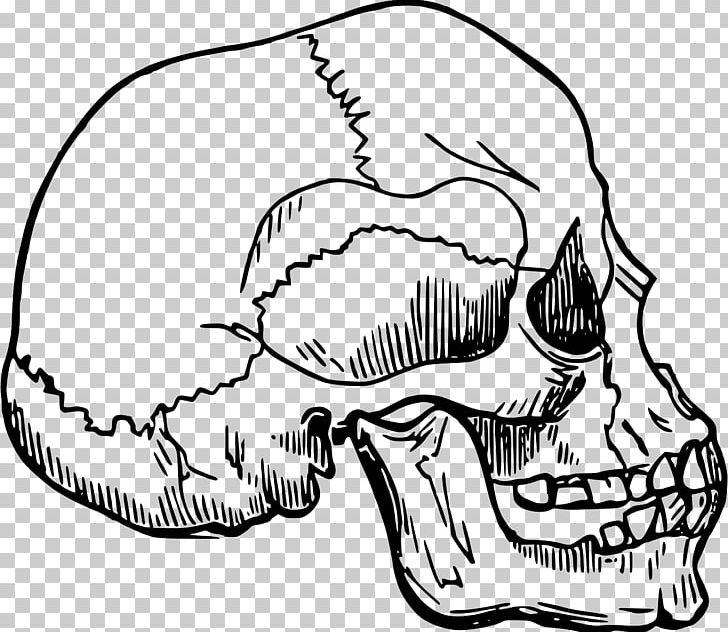 Drawing Skull Head PNG, Clipart, Artwork, Black And White, Bone, Carnivoran, Drawing Free PNG Download