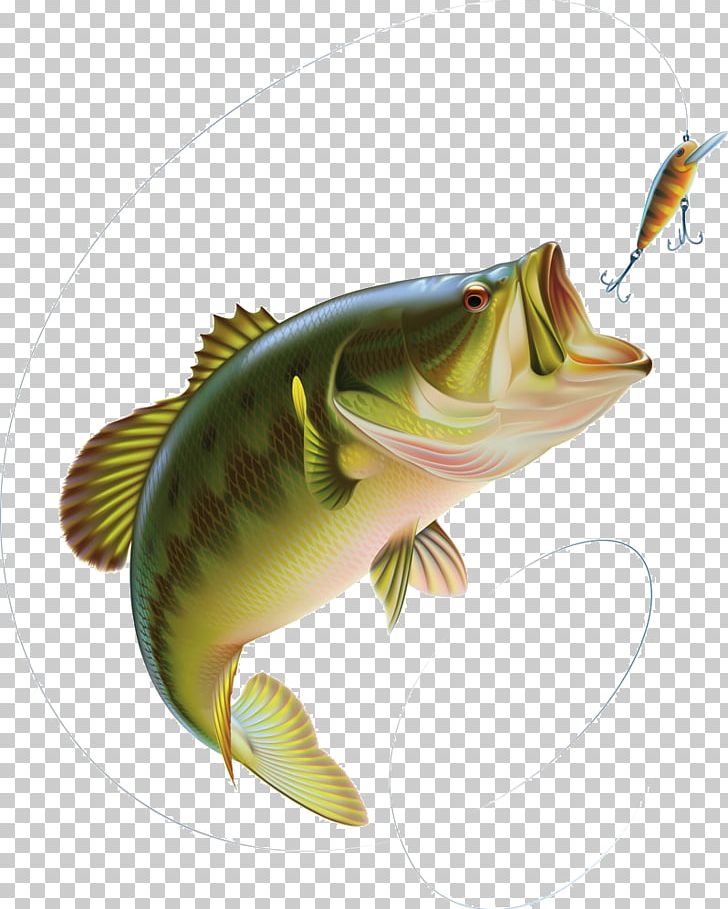 Largemouth Bass PNG, Clipart, Animals, Aquarium Fish, Bait, Bass, Bass  Fishing Free PNG Download