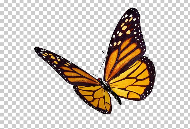 Monarch Butterfly Greta Oto PNG, Clipart, Arthropod, Brush Footed Butterfly, Butterflies And Moths, Butterfly, Computer Icons Free PNG Download