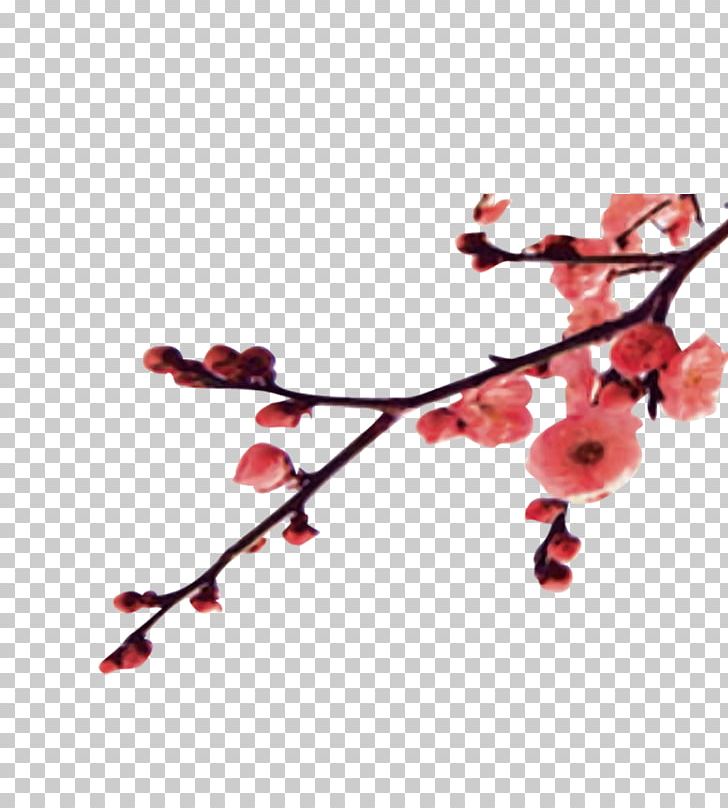 Plum Blossom Winter Apricot PNG, Clipart, Apricot, Apricot Blossom Yellow, Apricot Flower, Apricots, Apricot Vector Free PNG Download