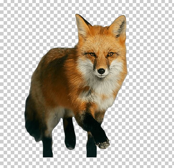 Portable Network Graphics Red Fox Vulpini Drawing PNG, Clipart, Bmp File Format, Carnivoran, Dog Like Mammal, Download, Drawing Free PNG Download