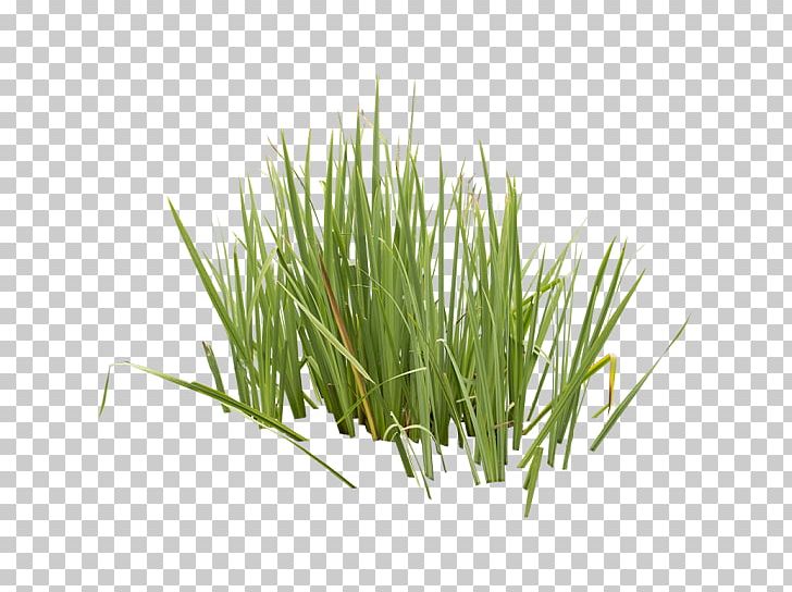 Vetiver Wheatgrass Sweet Grass Commodity Herb PNG, Clipart, Aquatic Plants, Chrysopogon, Chrysopogon Zizanioides, Commodity, Family Free PNG Download