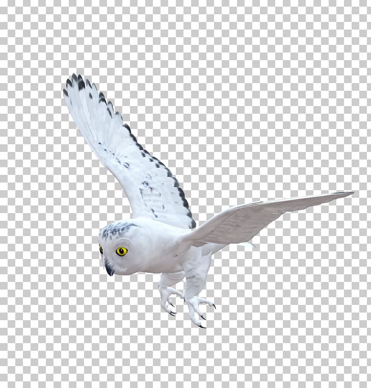 Bird Of Prey Owl Beak Fauna PNG, Clipart, Animal, Animals, Beak, Bird, Bird Of Prey Free PNG Download
