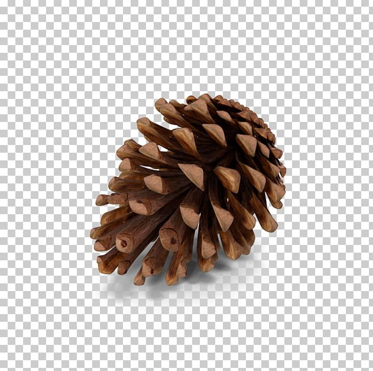 Fir Pine Conifer Cone PNG, Clipart, 3d Computer Graphics, Animation, Ball, California Foothill Pine, Christmas Tree Free PNG Download