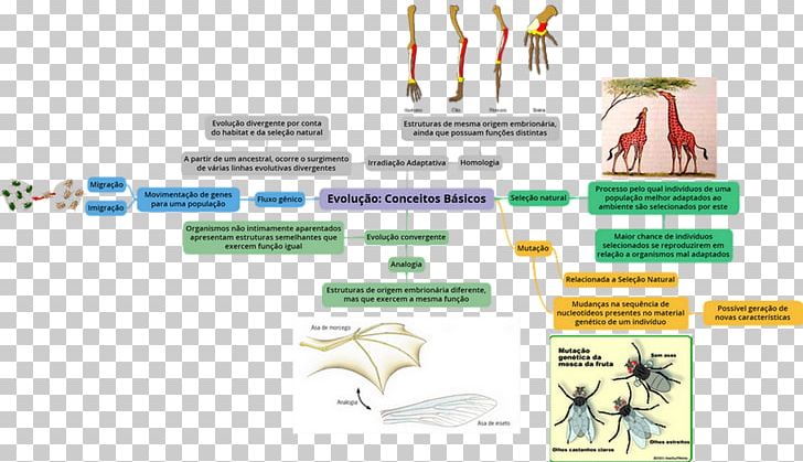 Human Evolution Speciation Concept Natural Selection PNG, Clipart, Antiquity, Biology, Concept, Creationism, Diagram Free PNG Download