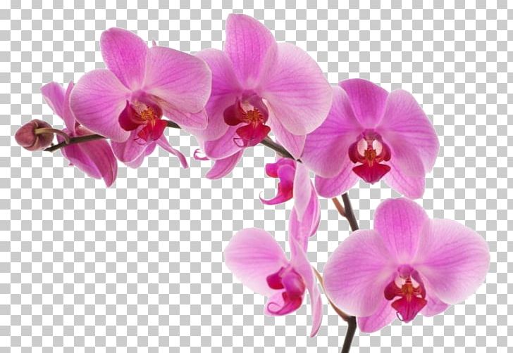 Phalaenopsis Equestris Pink M Moth Orchids RTV Pink PNG, Clipart, Flower, Flowering Plant, Lilac, Magenta, Moth Orchid Free PNG Download