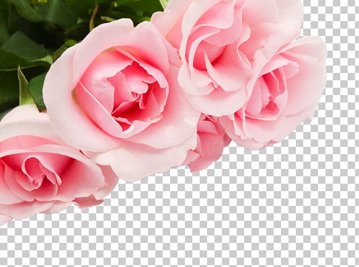 Rose Flower Stock Photography PNG, Clipart, Artificial Flower, Blossom, Cut Flowers, Desktop Wallpaper, Drawing Free PNG Download