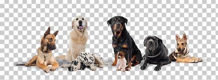 The Dog Logs Javeenbah Theatre Company Inc. Dog Daycare Kennel PNG, Clipart, Animal Figure, Animal Shelter, Carnivoran, Dog, Dog Breed Free PNG Download