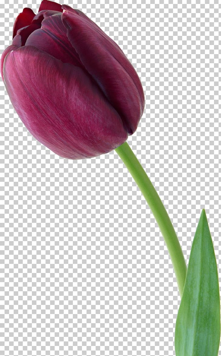 Tulip Flower Bouquet Violet PNG, Clipart, Bud, Depositfiles, Flower, Flower Bouquet, Flowering Plant Free PNG Download