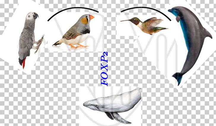 Beak Finch Feather Pet PNG, Clipart, Beak, Bird, Fauna, Feather, Finch Free PNG Download