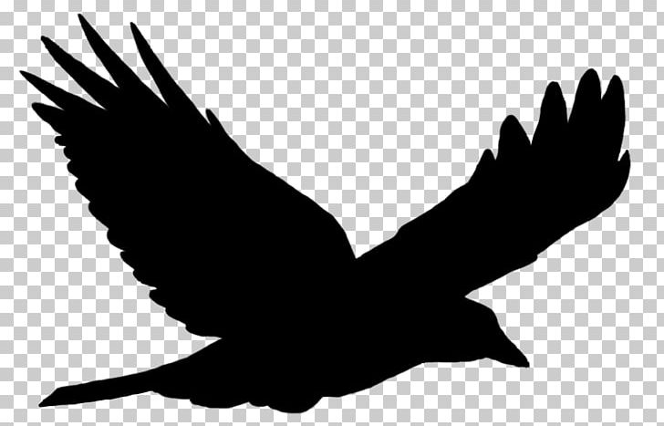 Bird Flight Bird Flight Common Raven PNG, Clipart, Accipitriformes, Animals, Bald Eagle, Beak, Bird Free PNG Download
