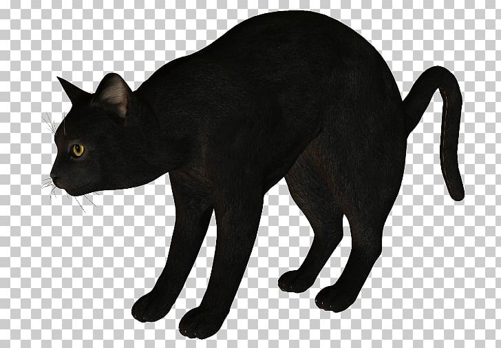 Black Cat Korat Havana Brown Manx Cat PNG, Clipart, Animal Figure, Animals, Art, Asian, Black Free PNG Download