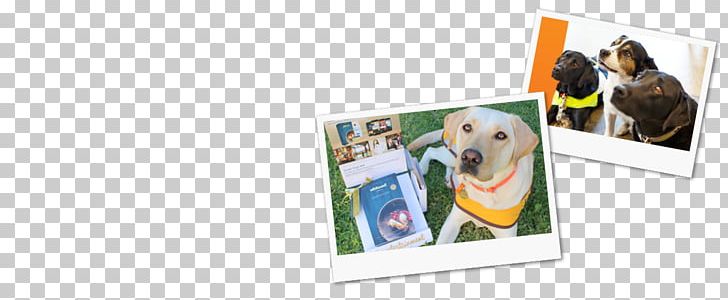 Dog Photographic Paper Frames PNG, Clipart, Animals, Dog, Guide Dogs, Paper, Photographic Paper Free PNG Download