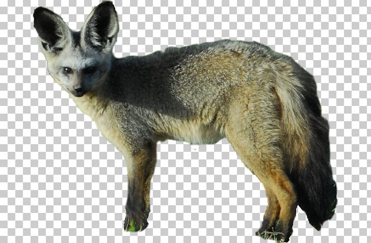 Bat-eared Fox Kit Fox Gray Fox Jackal PNG, Clipart, Animal, Animals, Bat, Bateared Fox, Carnivoran Free PNG Download