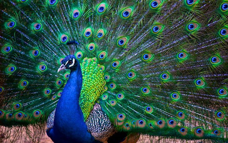 India Asiatic Peafowl Bird Jaguarundi Phasianidae PNG, Clipart, Animal, Animals, Asiatic Peafowl, Beak, Bird Free PNG Download