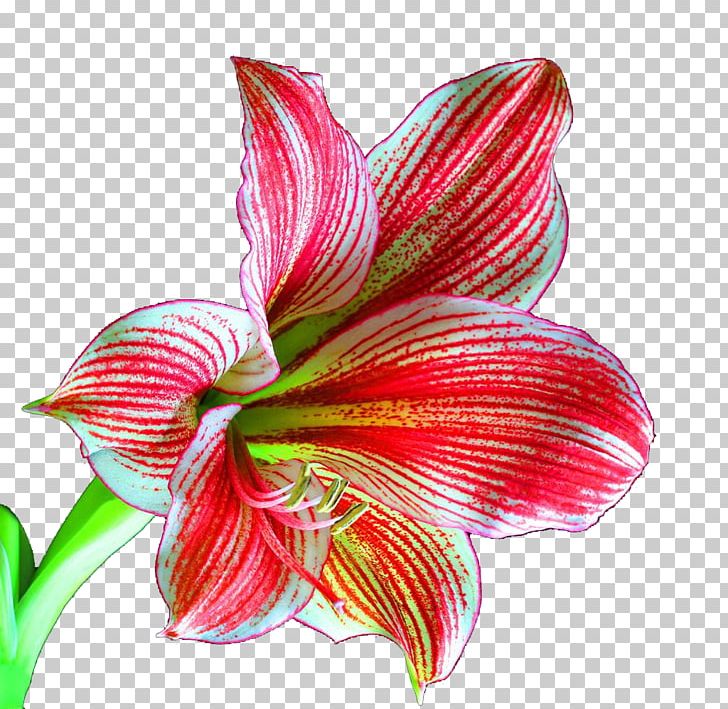 Lilium Flower Plant PNG, Clipart, Amaryllis Family, Bright, Bright Flowers, Calla Lily, Chart Free PNG Download