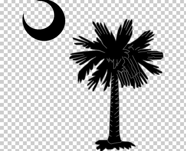 Sabal Palm Arecaceae South Carolina PNG, Clipart, Arecaceae, Arecales, Black And White, Borassus Flabellifer, Branch Free PNG Download