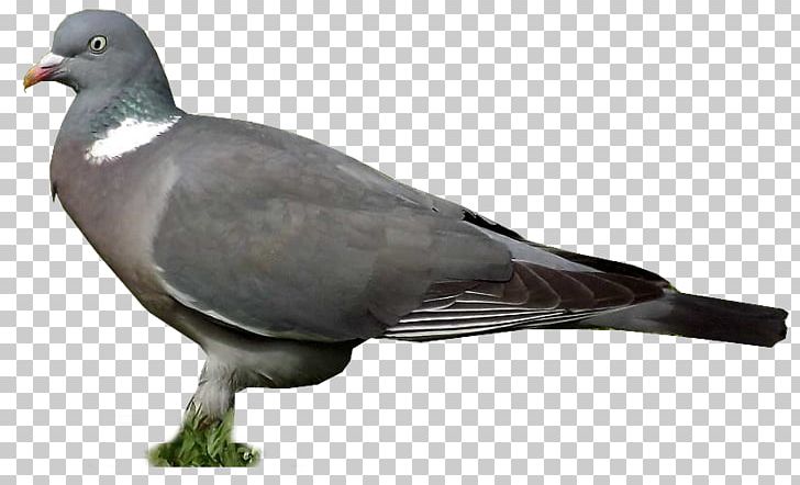 Stock Dove Columbidae Wing Feather Beak PNG, Clipart, Animal, Animals, Beak, Bird, Columbidae Free PNG Download