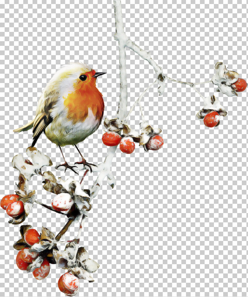 Holly PNG, Clipart, Bird, Bird Supply, Branch, European Robin, Holly Free PNG Download