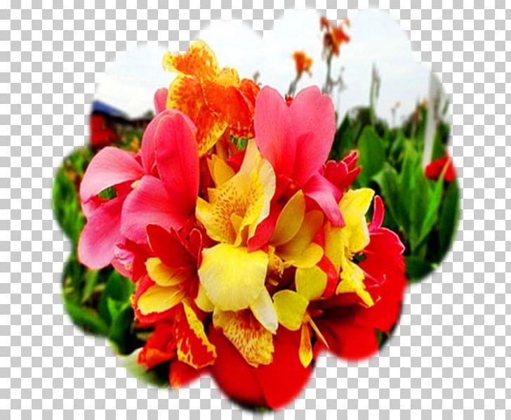 Edible Canna Flowering Plant Seed Petal PNG, Clipart, Alstroemeriaceae, Annual Plant, Canna, Cut Flowers, Floral Design Free PNG Download