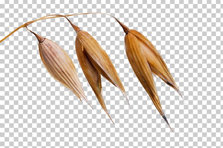Oat Shutterstock Stock Photography PNG, Clipart, Bread, Commodity, Corn, Emmer, Food Grain Free PNG Download