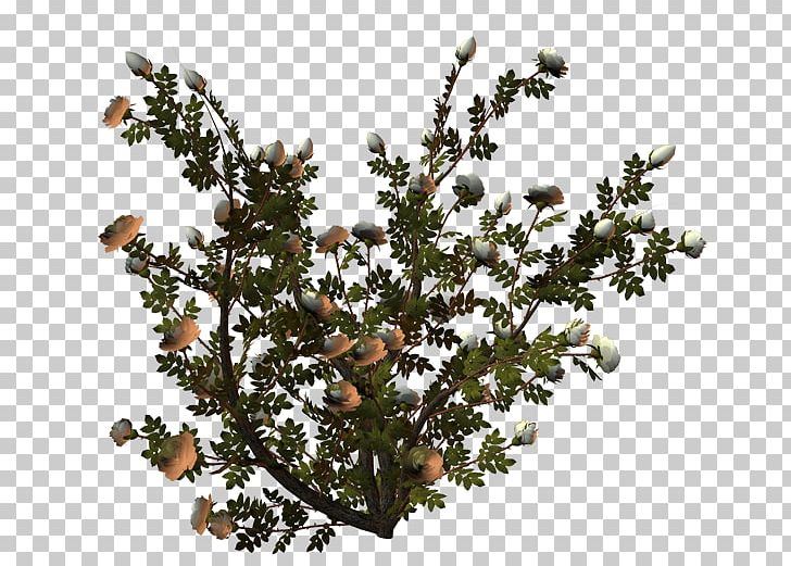 Tree Shrub Bench PNG, Clipart, Bank, Bench, Branch, Cartoon, Flower Free PNG Download