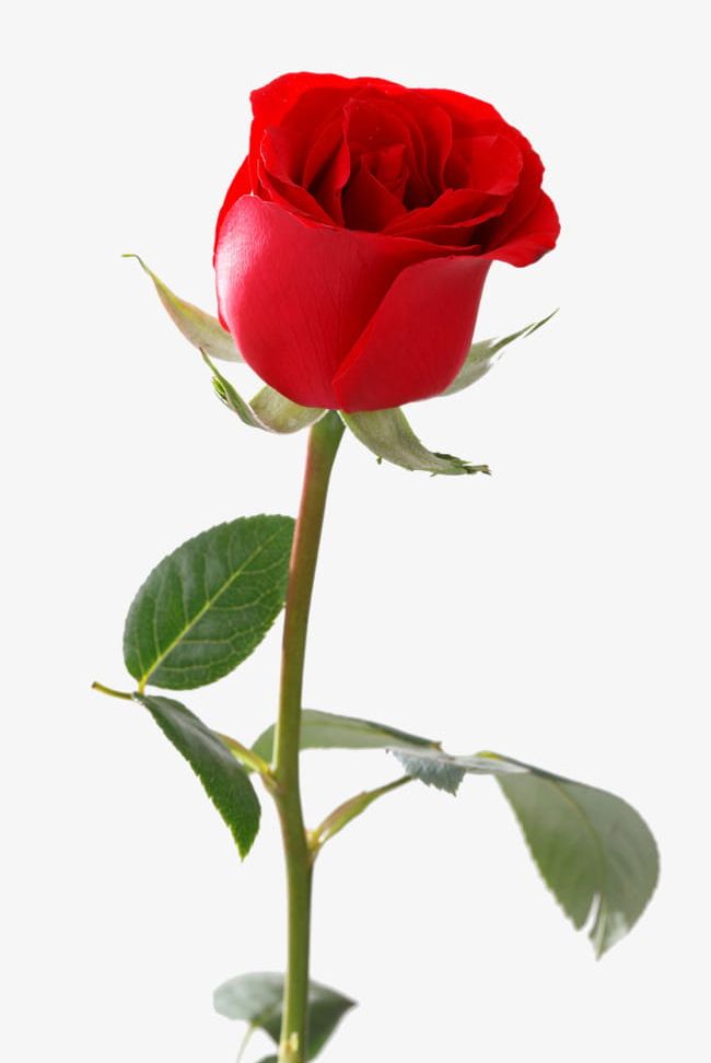 A Single Red Rose Png Clipart Botany Close Up Day Festival