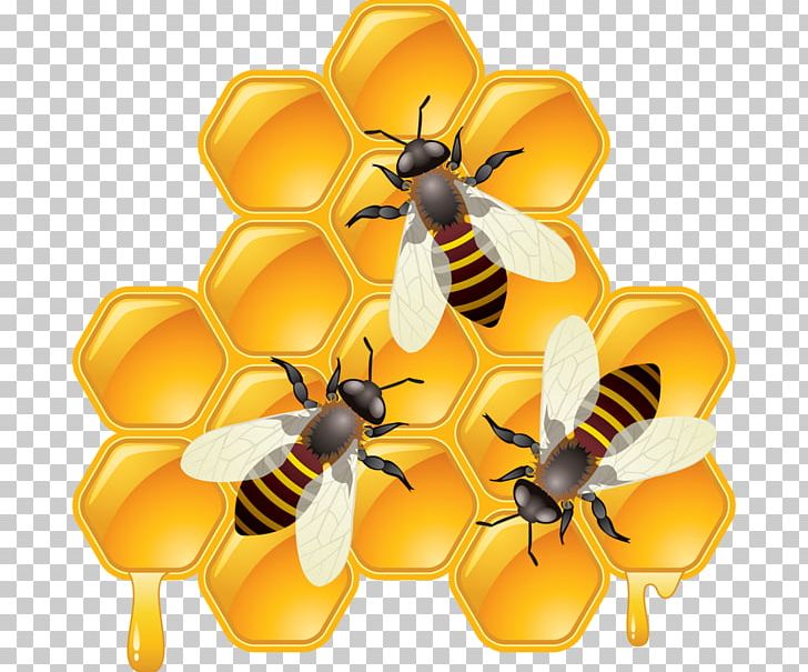 Bee Drawing Honeycomb PNG, Clipart, Art, Arthropod, Bee, Can Stock Photo, Clipart Free PNG Download