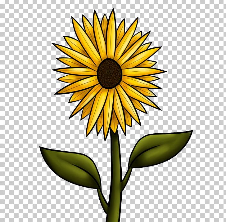 Common Sunflower Drawing PNG, Clipart, Autumn, Black And White, Commodity, Common Sunflower, Cut Flowers Free PNG Download