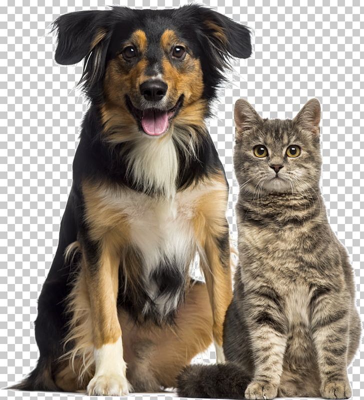 Dog–cat Relationship Dog–cat Relationship Pet Sitting Veterinarian PNG, Clipart, Animals, Cat Like Mammal, Companion Dog, Dog, Dog Breed Free PNG Download