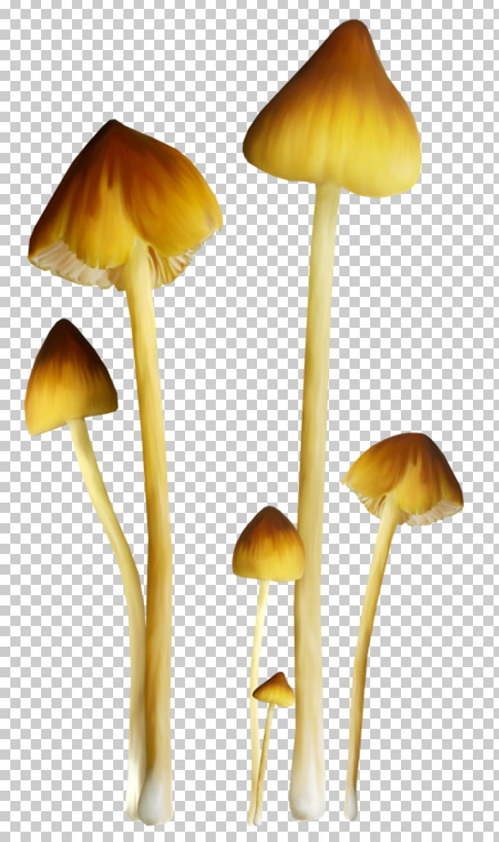 Fungus Mushroom Amanita Muscaria PNG, Clipart, Amanita, Amanita Muscaria, Clip Art, Color, Computer Icons Free PNG Download