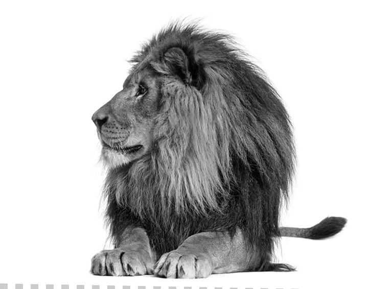 Lionhead Rabbit Stock Photography Roar PNG, Clipart, Animals, Big Cats, Black And White, Carnivoran, Cat Like Mammal Free PNG Download
