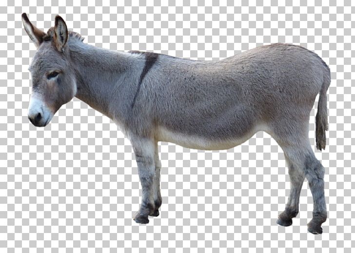 Mule Donkey Horse PNG, Clipart, Animals, Burro, Computer Icons, Donkey, Horse Free PNG Download