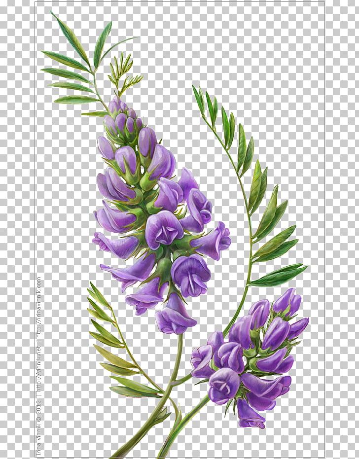 Wisteria Flower Botanical Illustration Botany PNG, Clipart, Anatomy, Art, Branch, Color, Drawing Free PNG Download