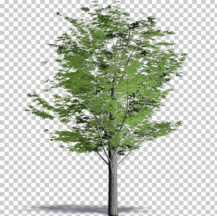 Drawing Tree Painting PNG, Clipart, Architectural Drawing, Architecture, Art, Artist, Branch Free PNG Download